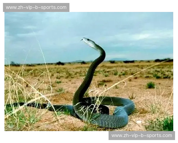 屠龙之夜：当黑曼巴在2006年StaplesCenter化身为神