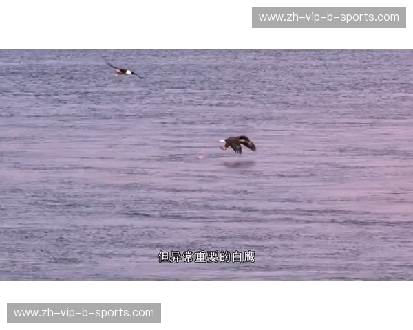 湖光掠影:鹈鹕与老鹰的空中芭蕾与海洋之舞